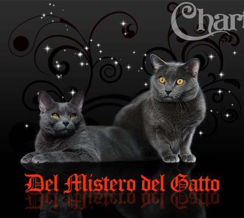 Allevamento del Mistero del Gatto